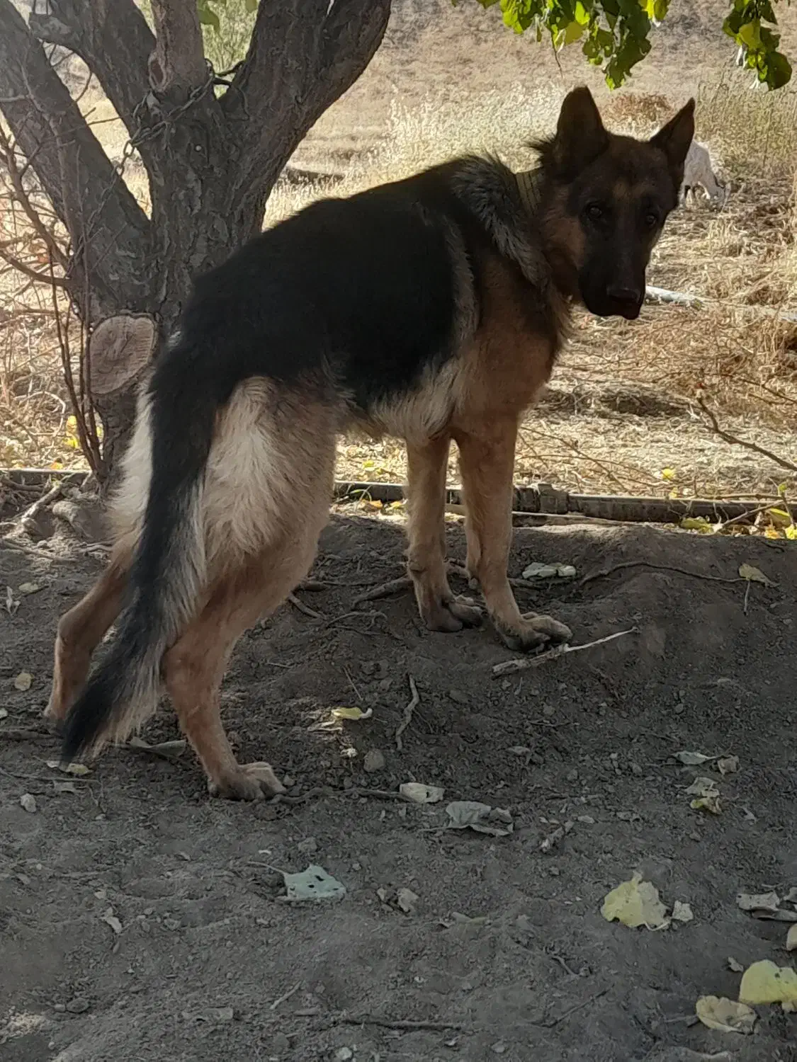 جهت معاوزه|سگ|کرمانشاه, |دیوار