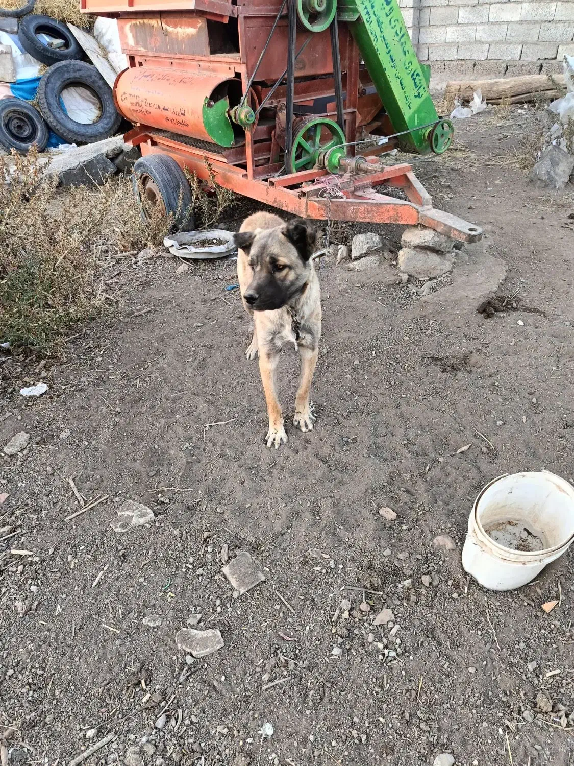 سگ سرابی|سگ|اردبیل, |دیوار