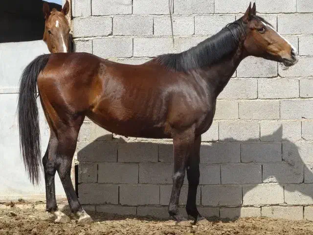 مادیان دوخون ۸ ساله مدارک کامل|اسب و تجهیزات اسب‌سواری|چهاردانگه (تهران), |دیوار