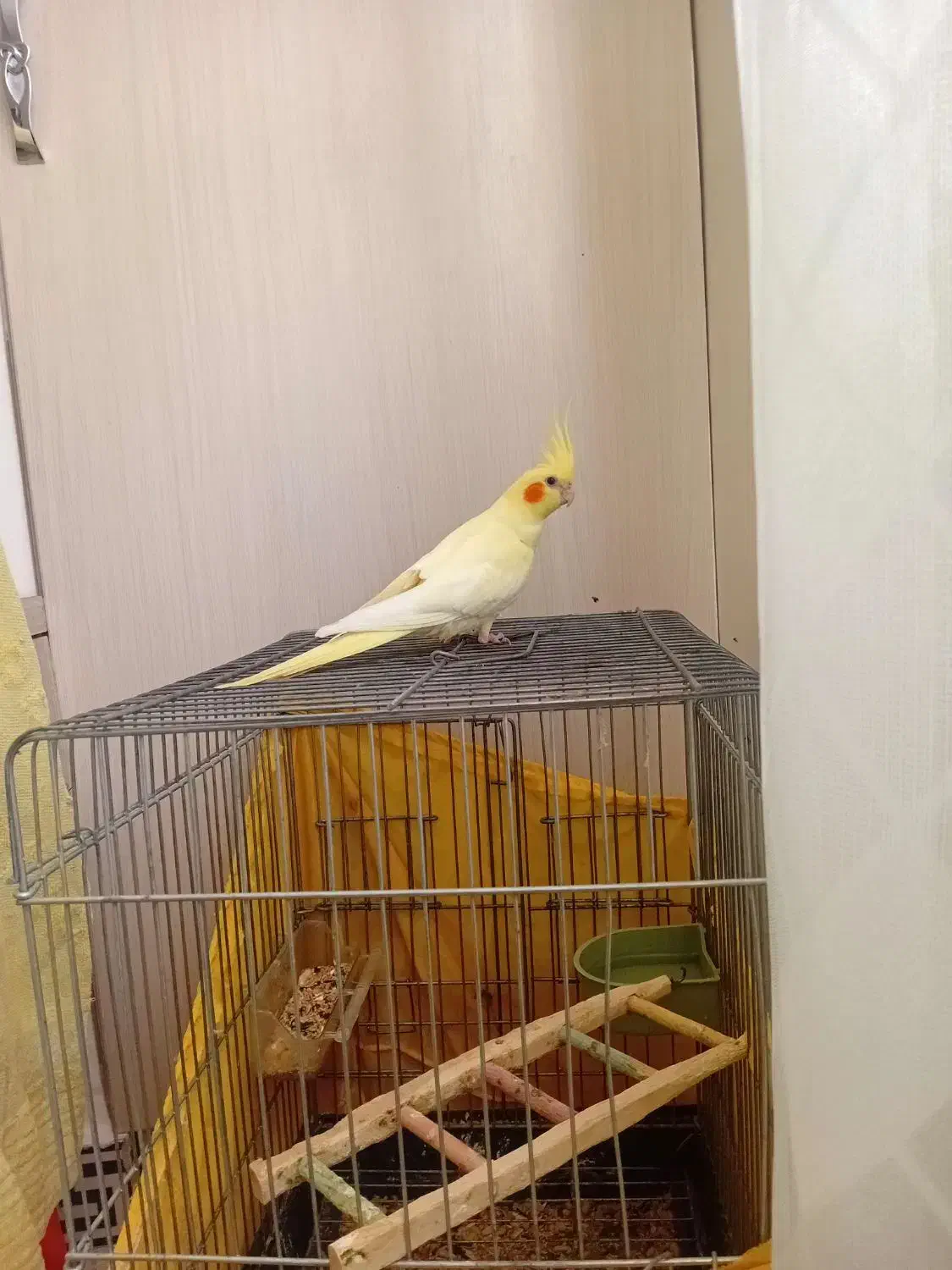 عروس هلندی لوتینوزعفرانی کینگ سایز|پرنده|قدس, شهرقدس|دیوار