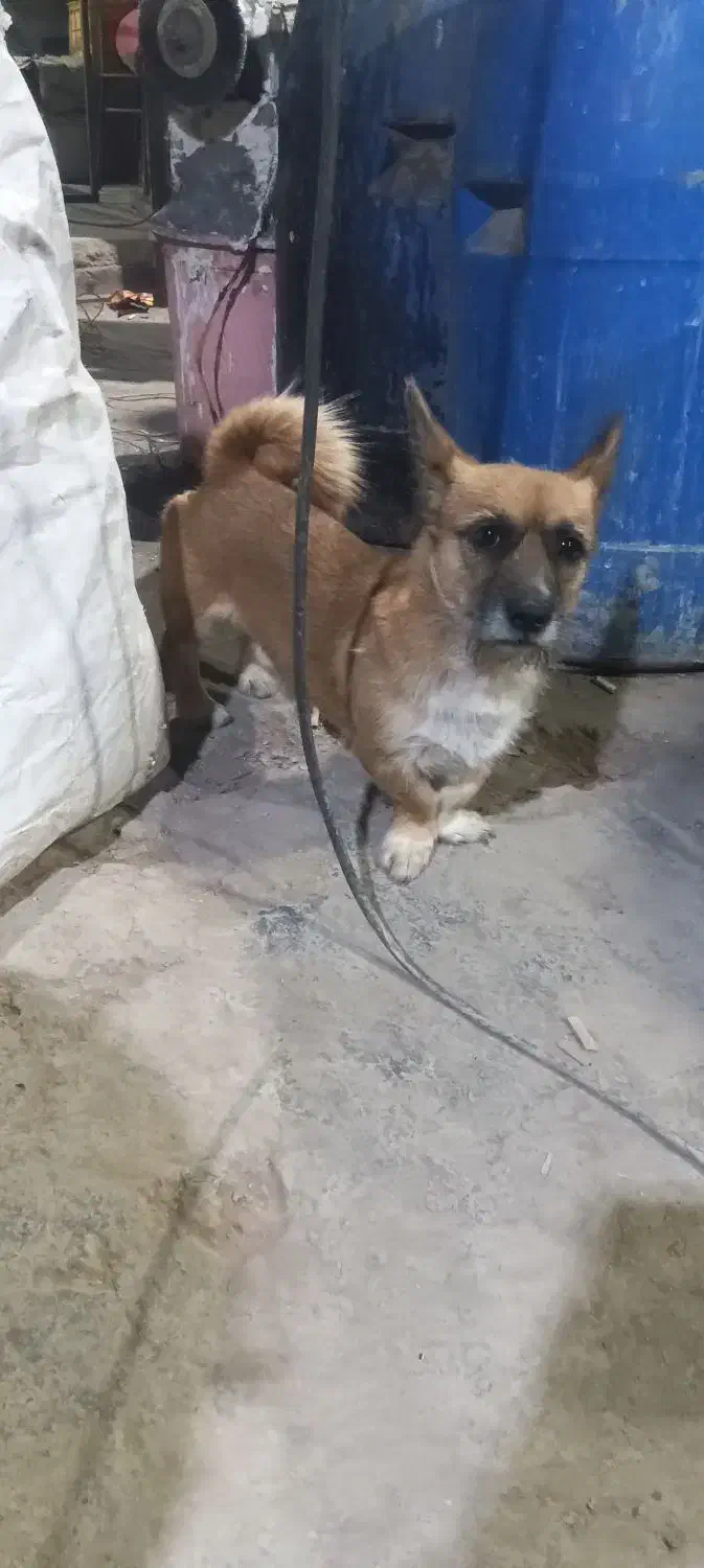 واگذاری سگ|سگ|پاکدشت, خاتون آباد|دیوار