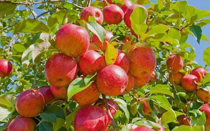 نهال سیب گالا|خدمات باغبانی و درختکاری|هشترود, |دیوار