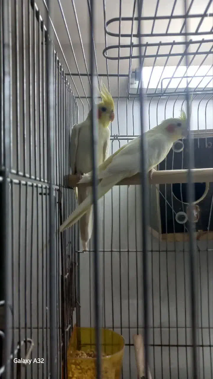 عروس هلندی|پرنده|بادرود, |دیوار