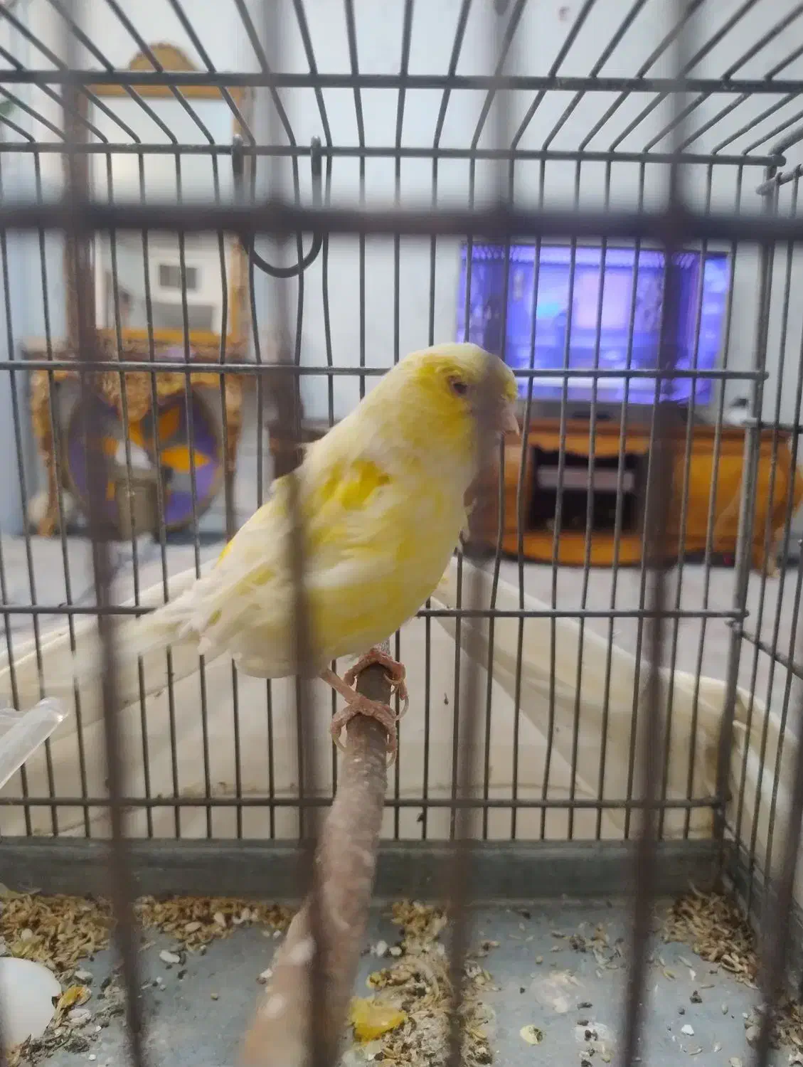 قناری ماده آماده آماده ،طلایی نژاد کرست اروپایی|پرنده|ری, شهید بهشتی|دیوار