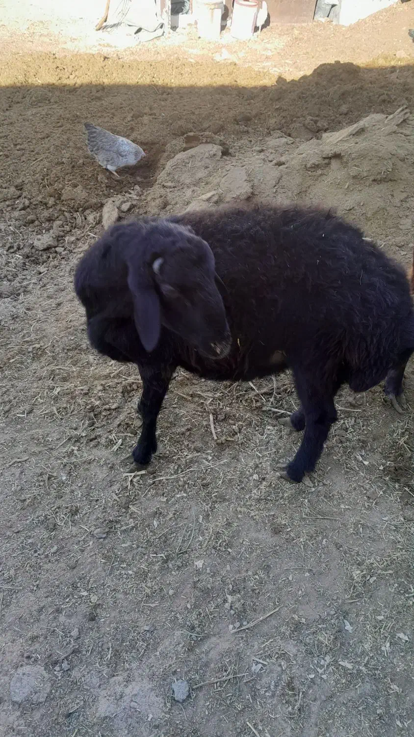 بره|حیوانات مزرعه|قیدار, |دیوار