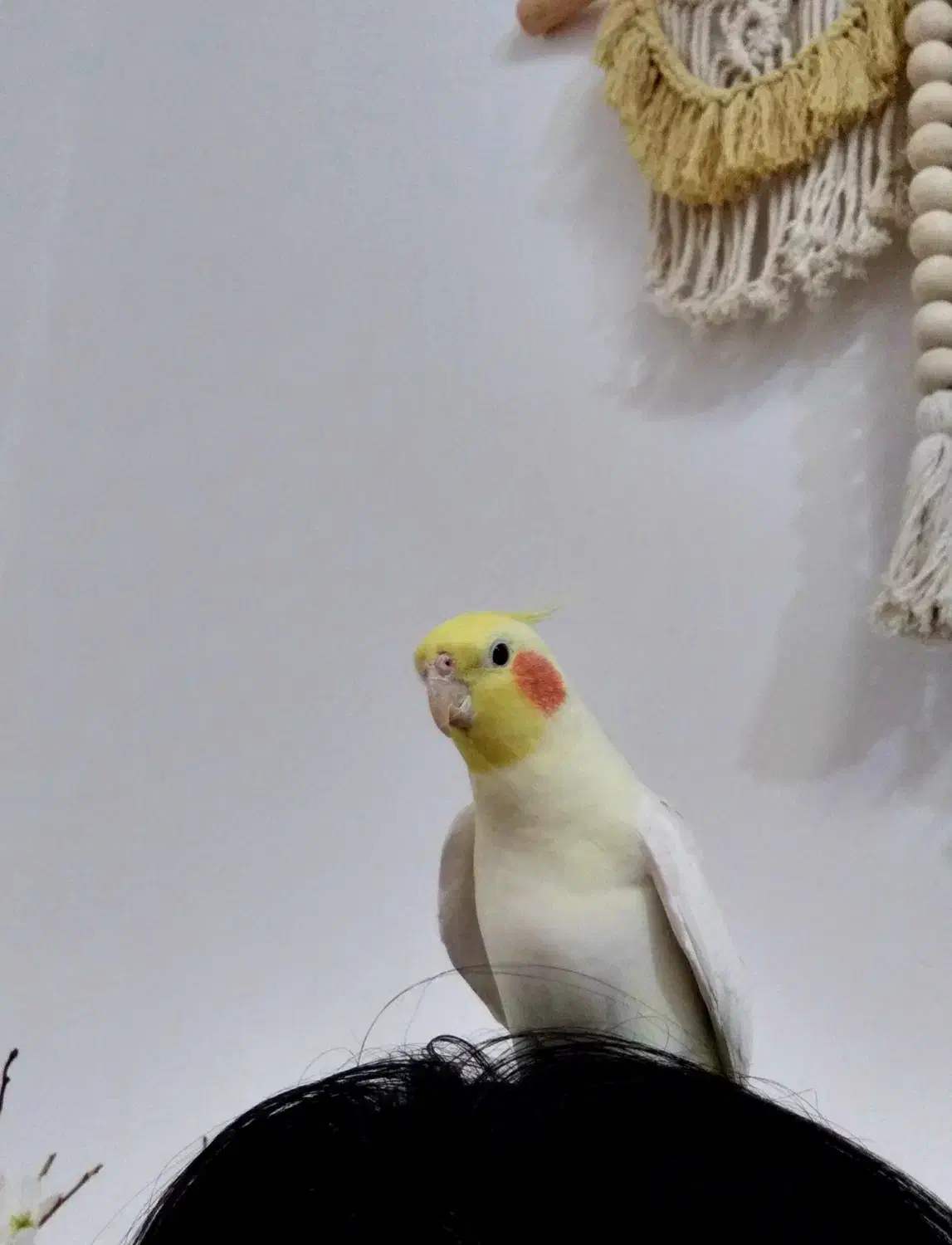 عروس هلندی گمشده|حیوانات|بندرعباس, |دیوار