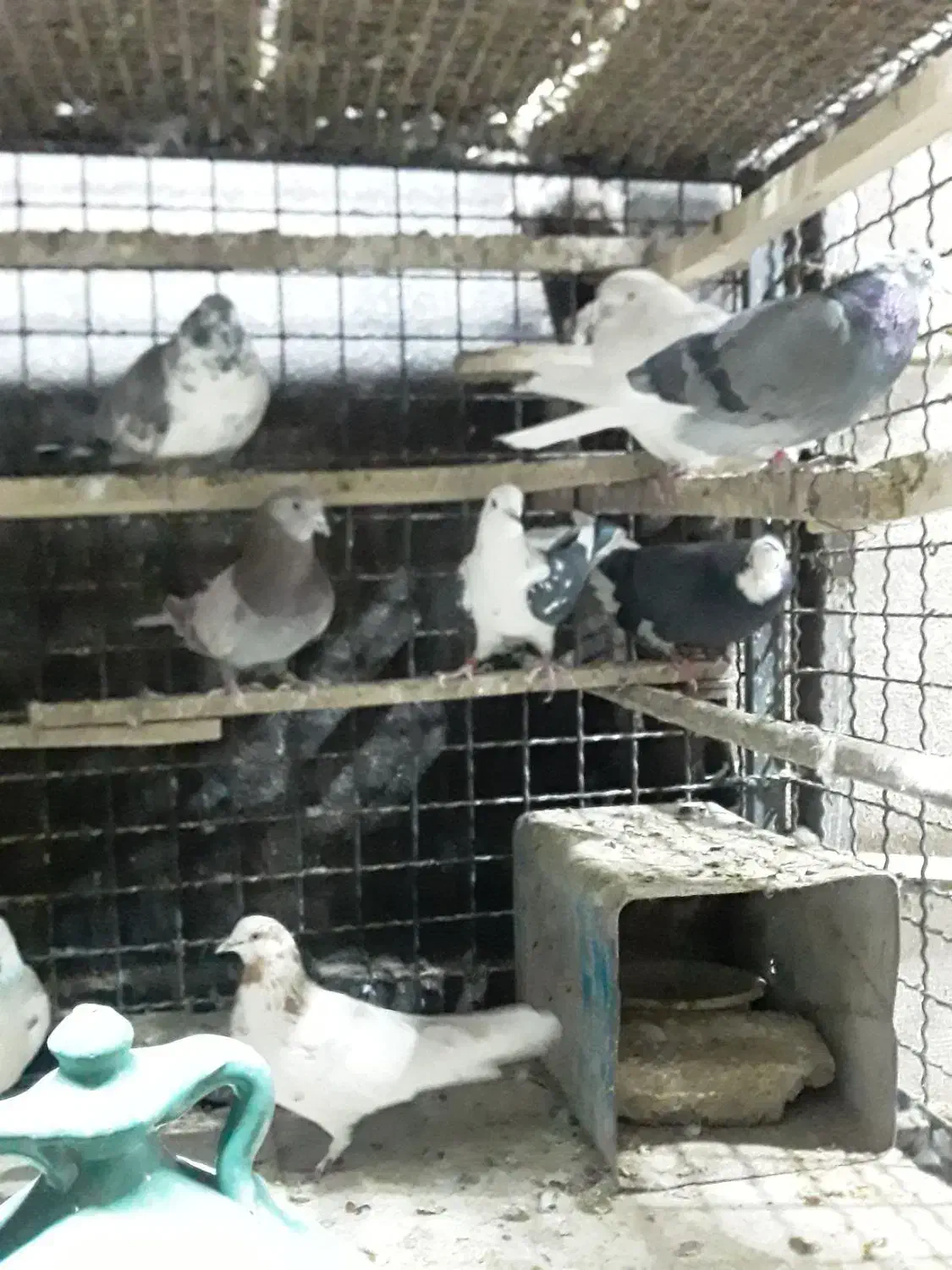 چند جفت مایه کبوتر|پرنده|تهران, تهرانپارس غربی|دیوار