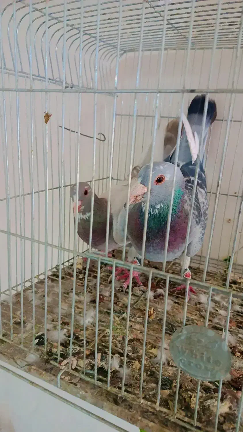 نر بدرنگ  پلنگ|پرنده|لاله زار, |دیوار