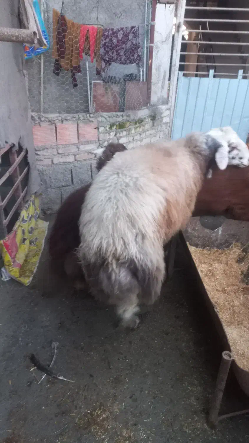 فروشی|حیوانات مزرعه|گرگان, |دیوار