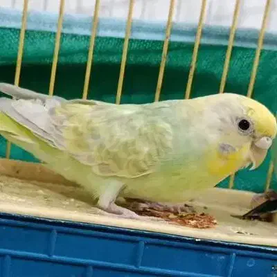 جفت مرغ عشق مولد نژاد دار در حال تخم گذاری|پرنده|بم, |دیوار