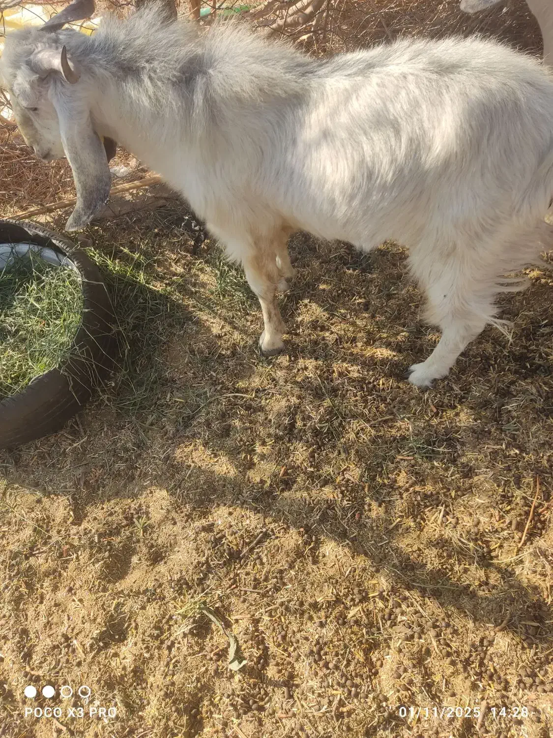 کهره نر چاغ|حیوانات مزرعه|فاریاب, |دیوار