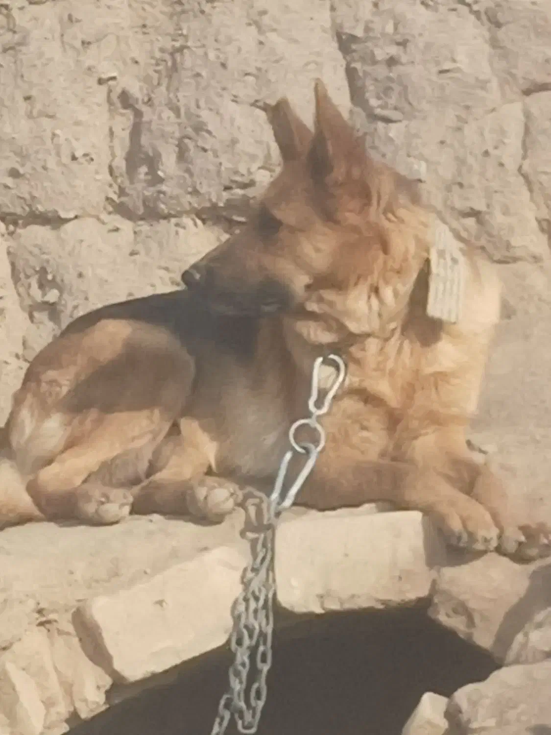 سگ ژ|سگ|کوهپایه, |دیوار