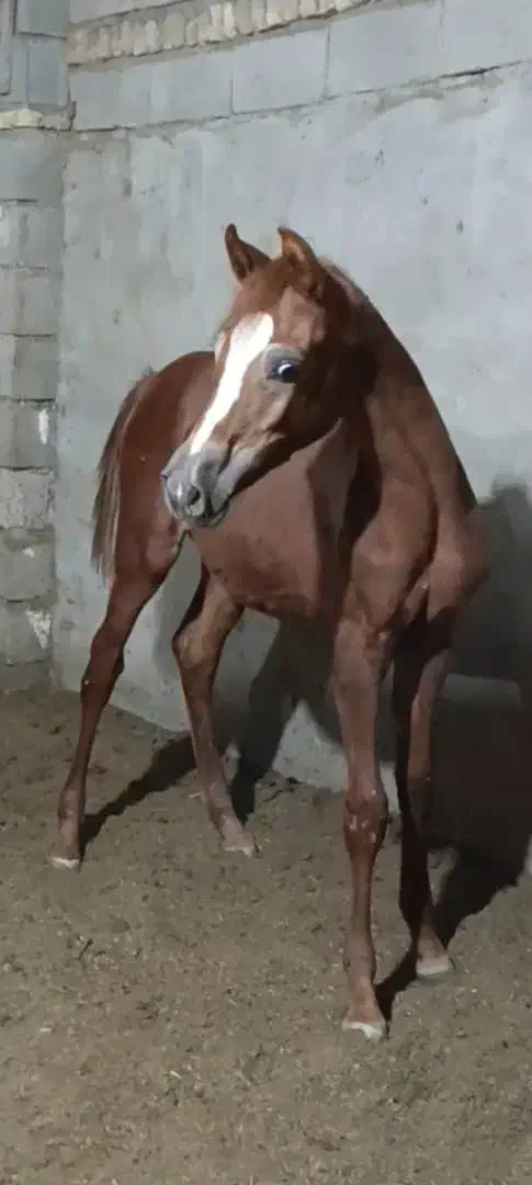 اسب|اسب و تجهیزات اسبسواری|شوش, |دیوار