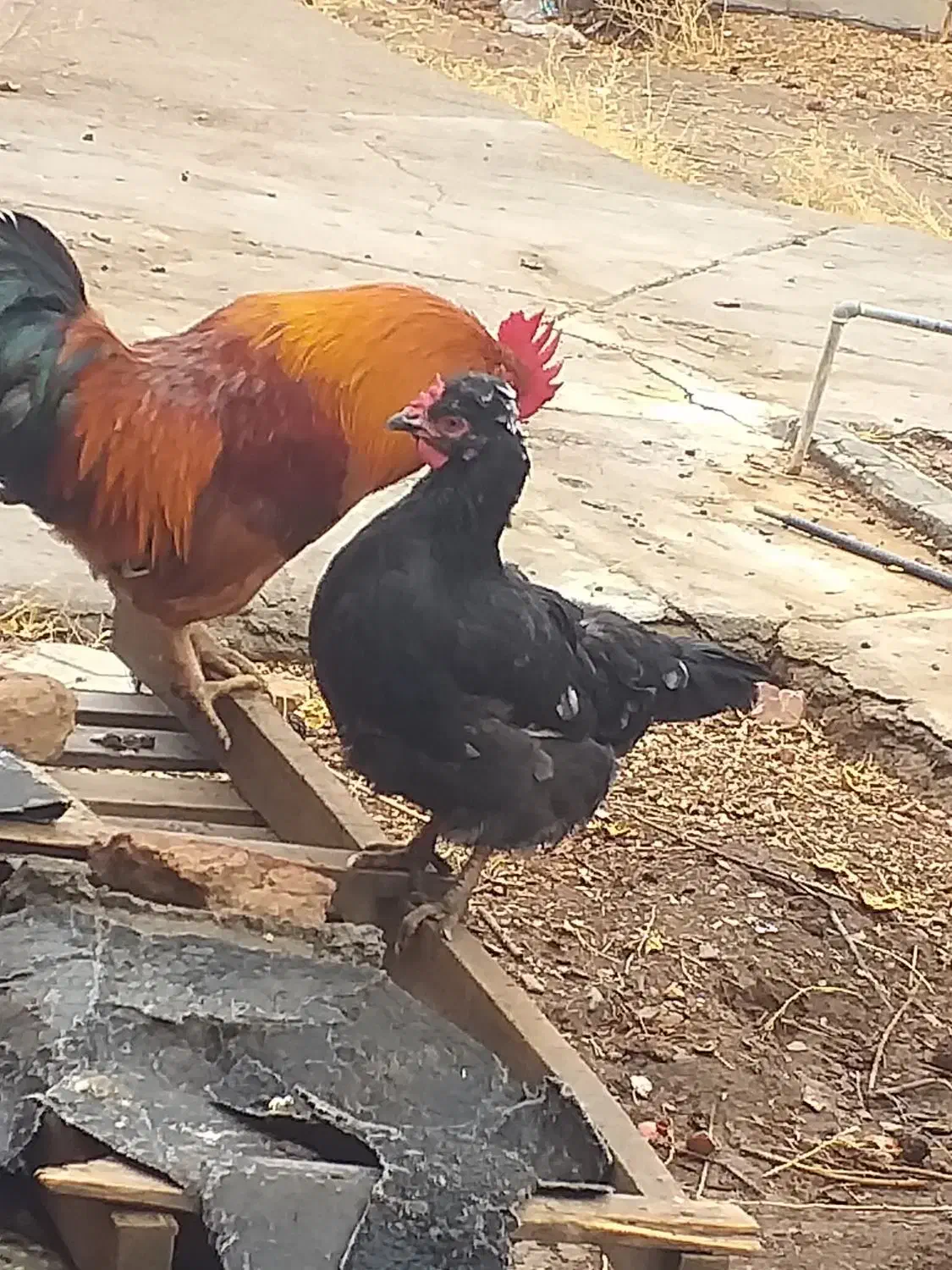 مرغ|حیوانات مزرعه|درمیان, |دیوار