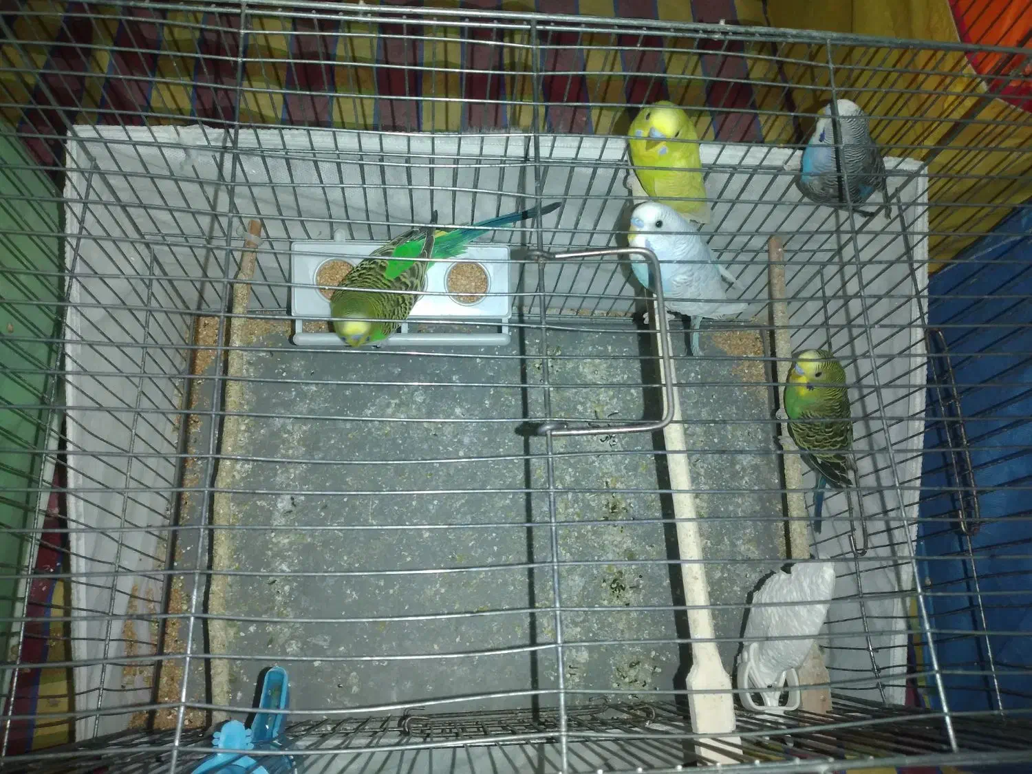 مرغ عشق، فنچ|پرنده|قزوین, |دیوار