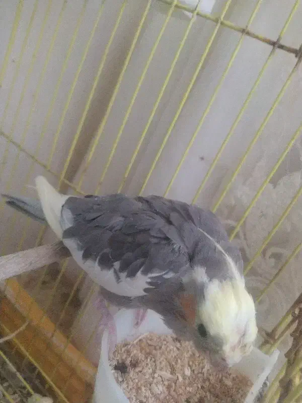 عروس هلندی|پرنده|گلستان (تهران), |دیوار