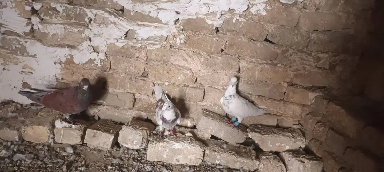 کفتر|پرنده|چناران, |دیوار