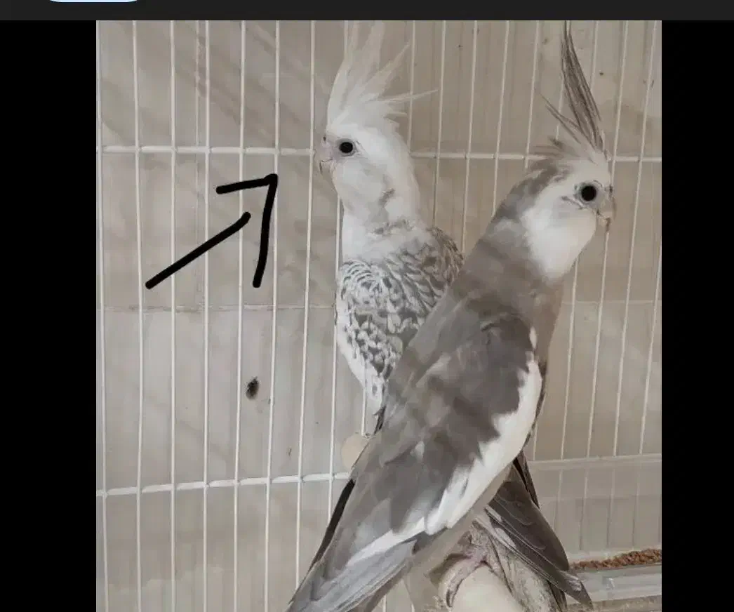 عروس هلندی|پرنده|طبس, |دیوار