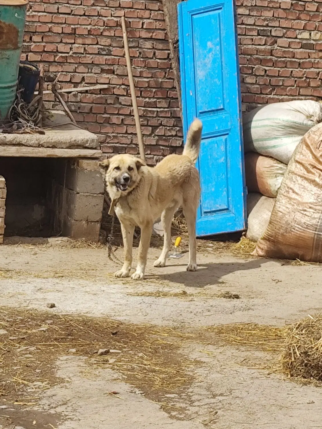 سگ سرابی|سگ|مهربان, |دیوار