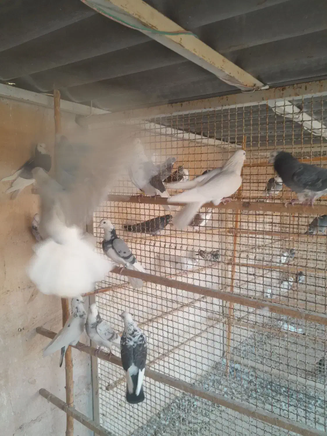 کبوتر پرشی|پرنده|پاکدشت, پارچین|دیوار