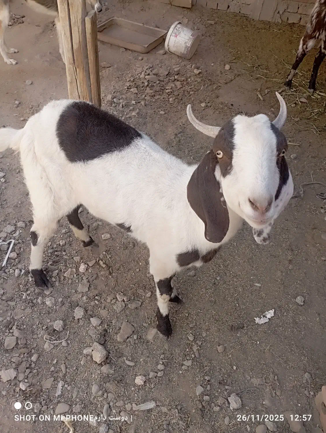 گتاج سه قلو زا|حیوانات مزرعه|ایرانشهر, |دیوار