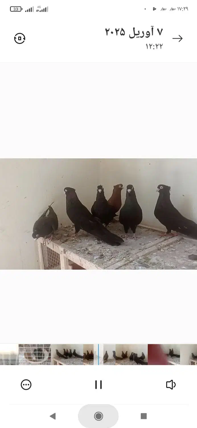 10 عدد صرب سیاه|پرنده|میاندوآب, |دیوار