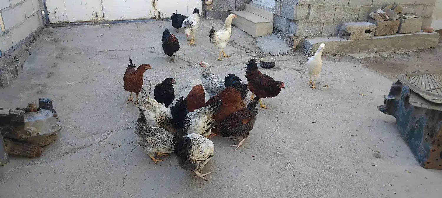 مرغ و خروس|حیوانات مزرعه|اهر, |دیوار