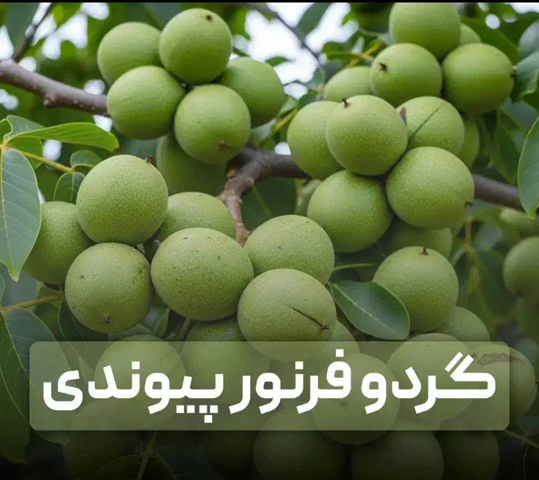 فروش ویژه انواع نهال گردو سه ساله 150تومان|خدمات باغبانی و درختکاری|تهران, قلمستان|دیوار