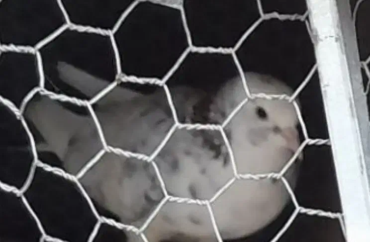 کبوتر گمشده|پرنده|فاضل آباد, |دیوار