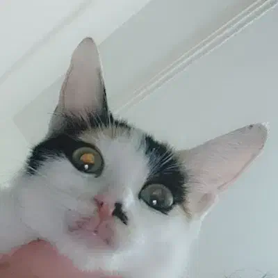 بچه گربه کالیکو شیطون رایگان|گربه|اهواز, سپیدار|دیوار