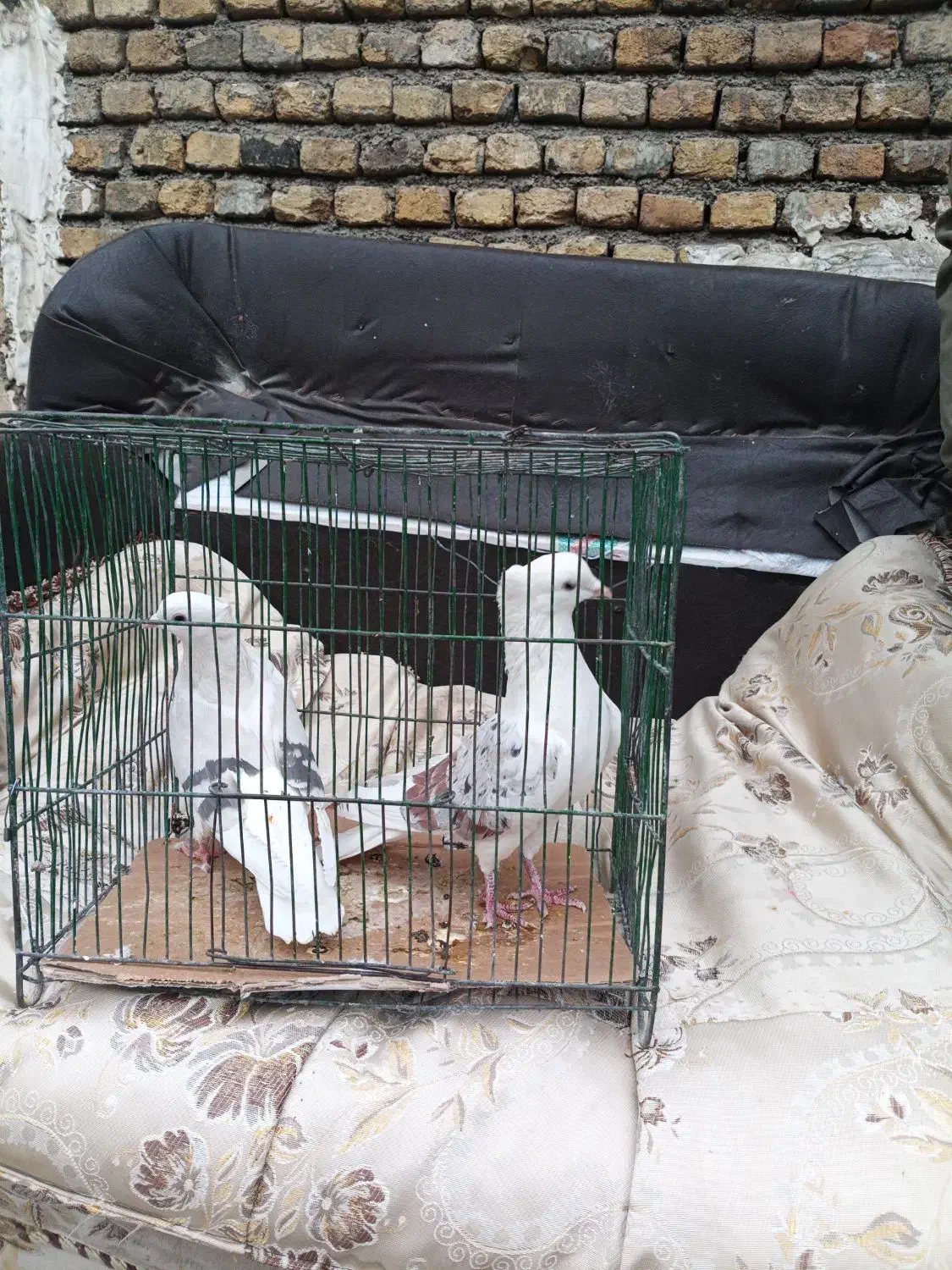 خوشونه|پرنده|خرمآباد, |دیوار