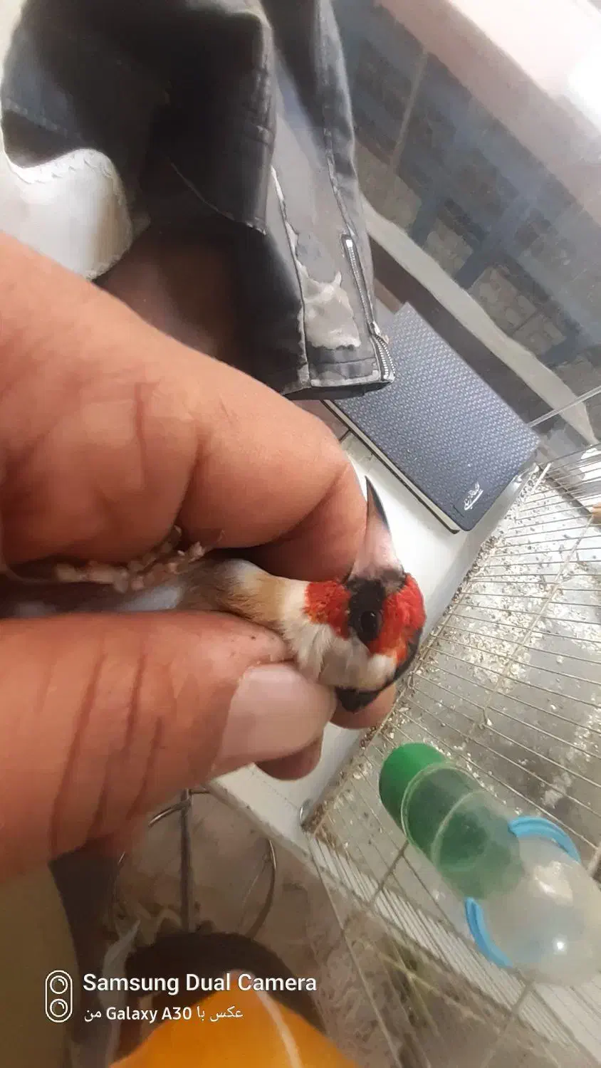 سهره نر بستان اباد تک بخون سفت|پرنده|اصفهان, ملک‌شهر|دیوار