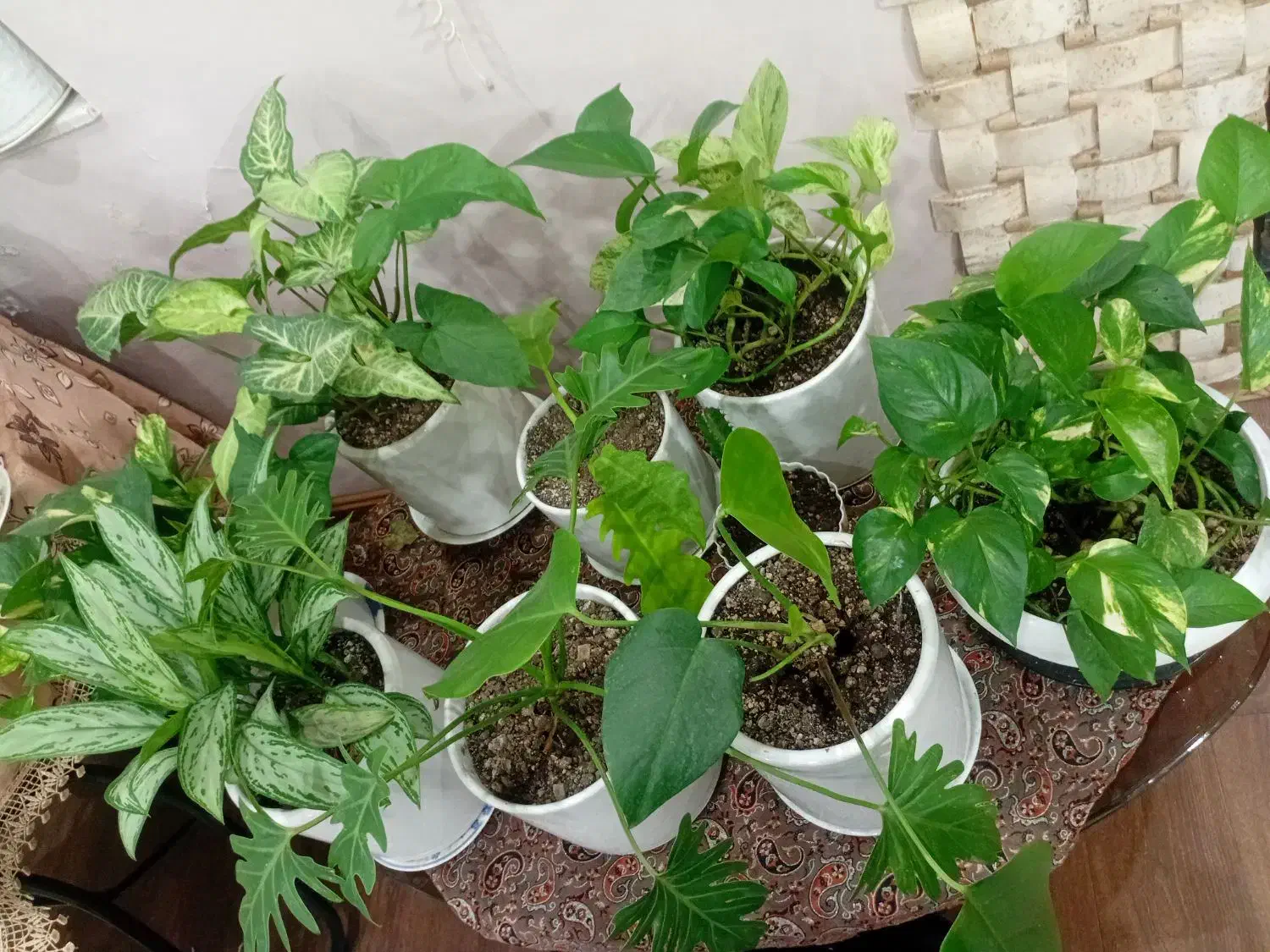 گل های آپارتمانی و حیاط|گل و گیاه طبیعی|آستارا, |دیوار