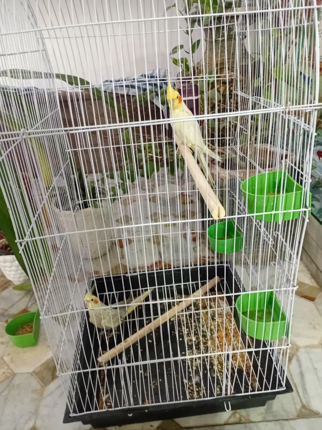 یک جفت عروسی هلندی ماده رام نروحشی|پرنده|رفسنجان, |دیوار