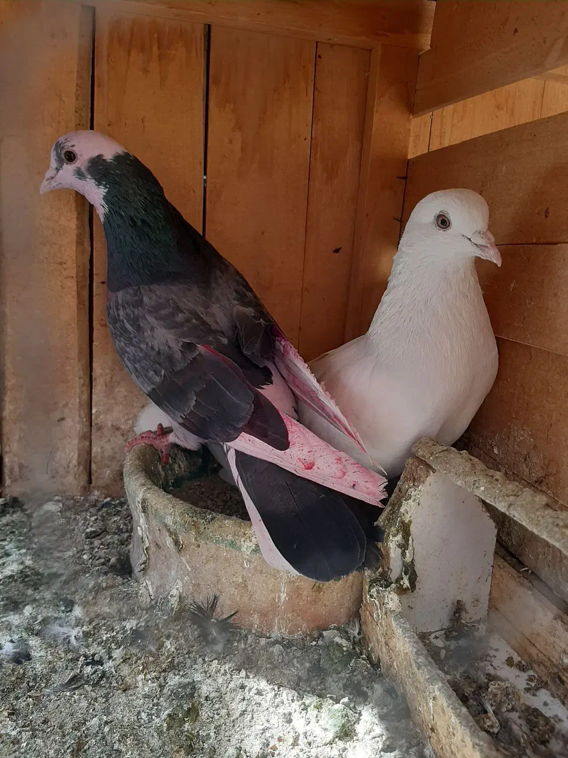 کبوتر پرشی|پرنده|قم, انصار‌الحسین|دیوار