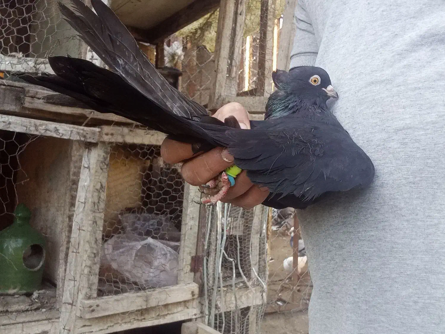 فروش کبوتر تزئینی|پرنده|قائم‌شهر, |دیوار