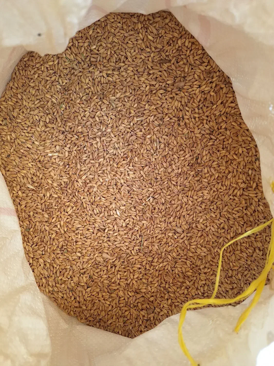 گندم|خوردنی و آشامیدنی|شیراز, عادل آباد|دیوار