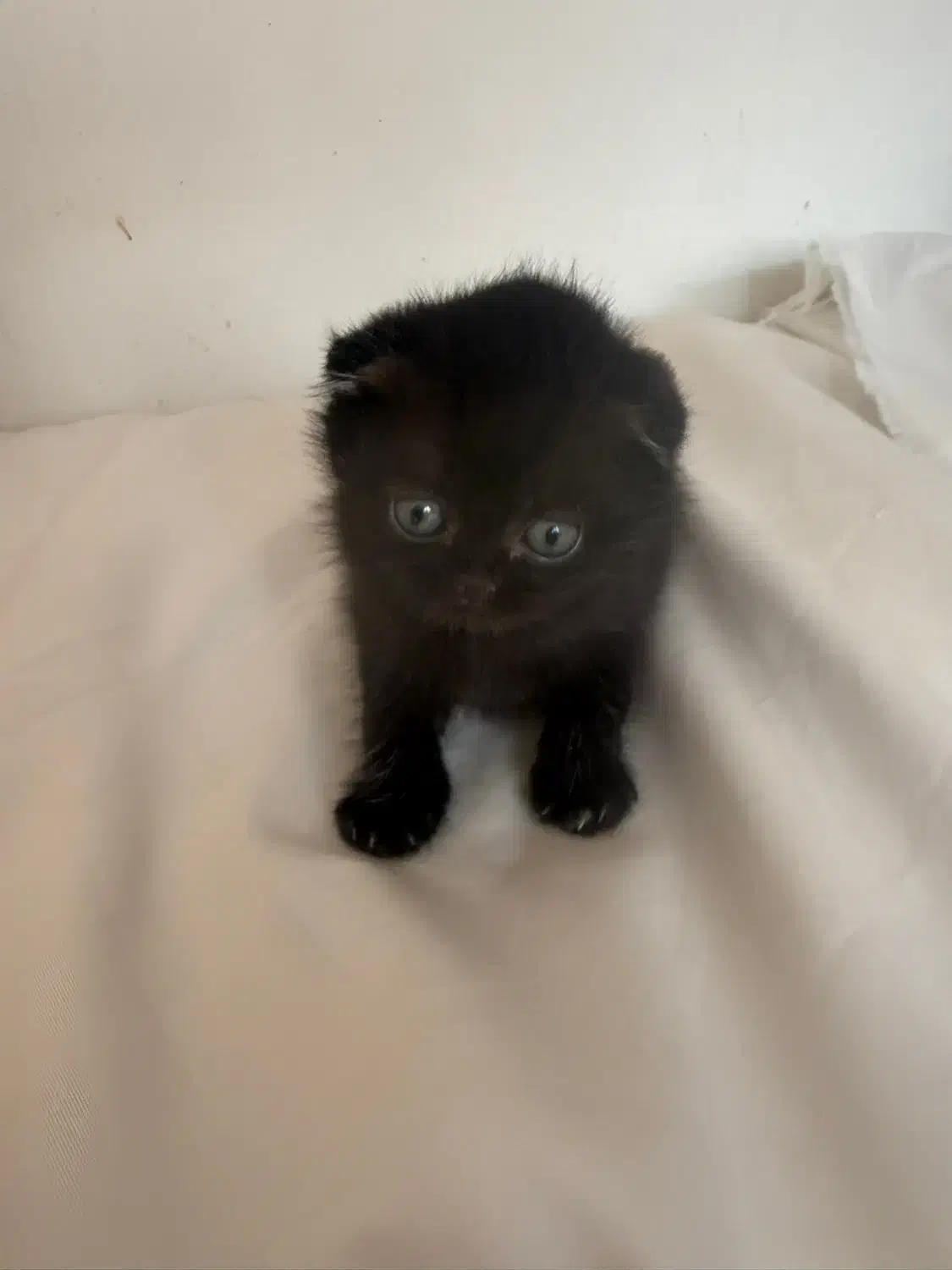 گربه اسکاتیش دابل فولد|گربه|مشهد, گوهرشاد|دیوار