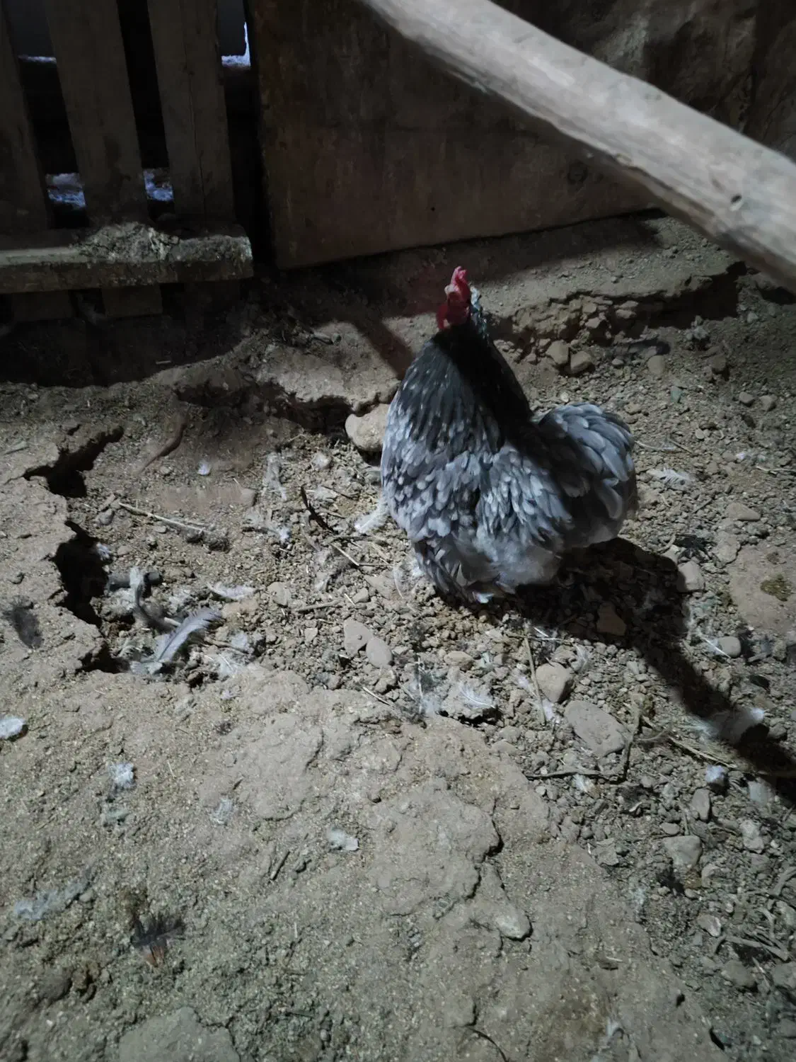 خروس|حیوانات مزرعه|هشتگرد, خور|دیوار