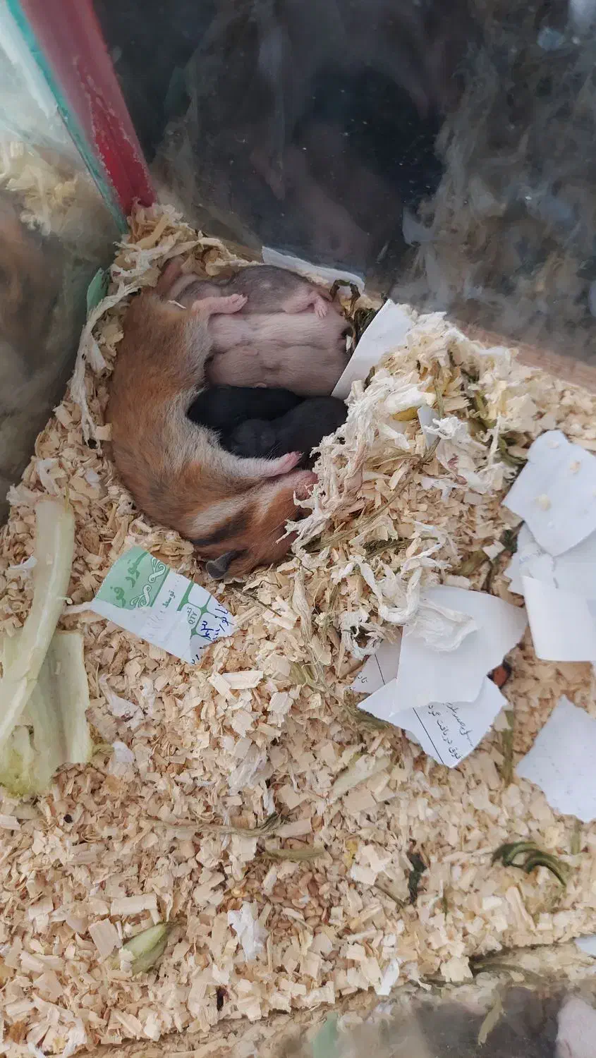 همستر|موش و خرگوش|مشهد, بهاران|دیوار