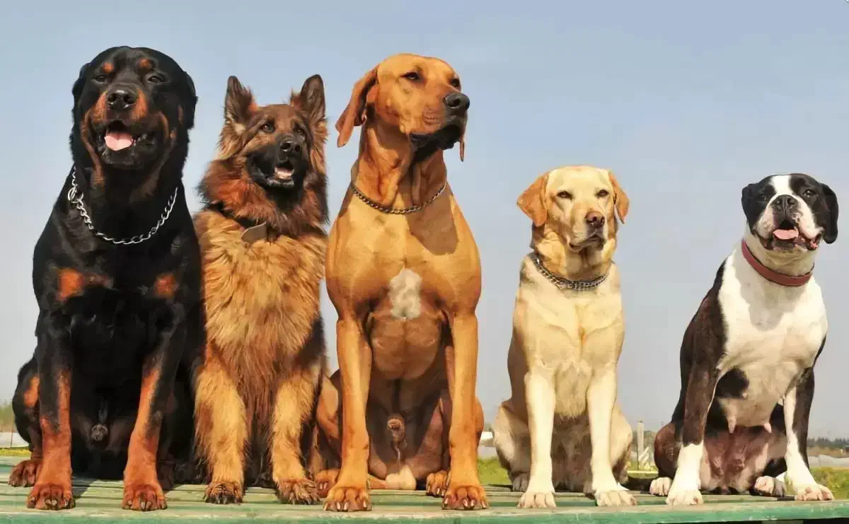 واگذاری به خانواده متعهد و نگهدارنده سگ|سگ|رشت, منظریه|دیوار