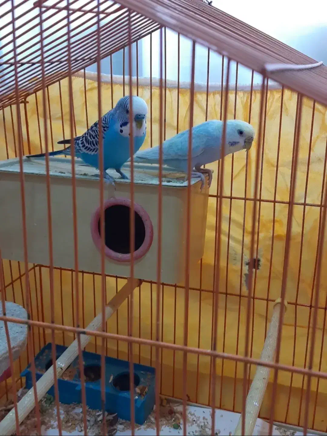 مرغ عشق مولد|پرنده|گرمی, |دیوار