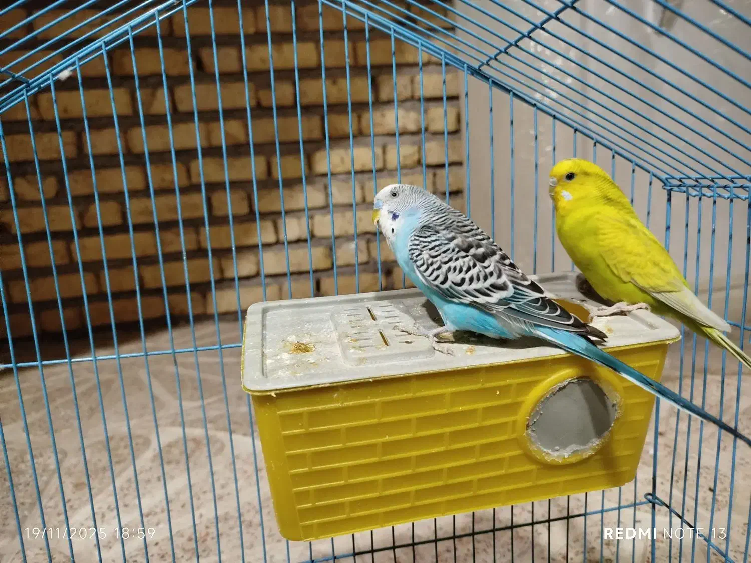 مرغ عشق|پرنده|آبدانان, |دیوار