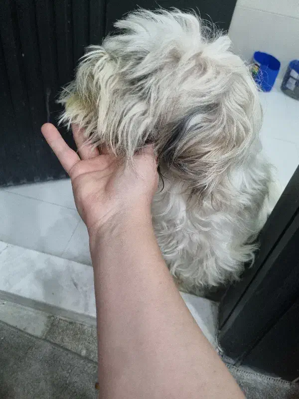 توله سگ|سگ|مشهد, احمدآباد|دیوار