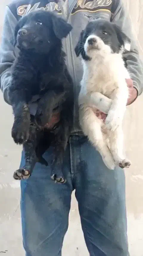 واگذاری توله قدرجونی دوماه بشرت|سگ|اصفهان, طاحونه|دیوار