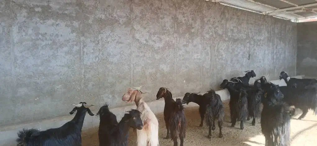 فروش ۱۵ راس بزدرجه یک و روزگاری|حیوانات مزرعه|زرین دشت (فارس), |دیوار