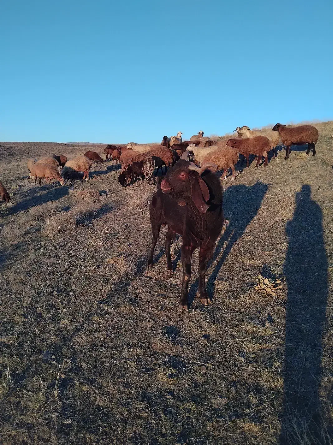 بز نر چهار دندان|حیوانات مزرعه|ارشق, |دیوار