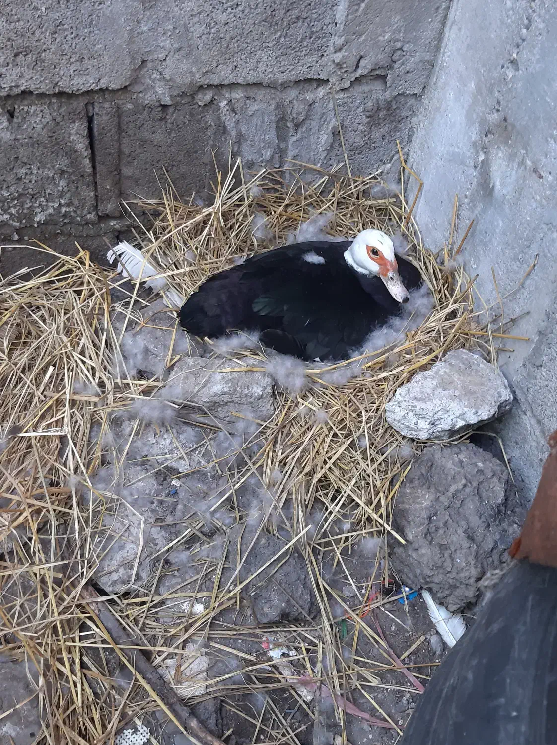 اردک اسراییلی کرک شده آماده برای نشستن روی تخم|حیوانات مزرعه|آستانه اشرفیه, |دیوار