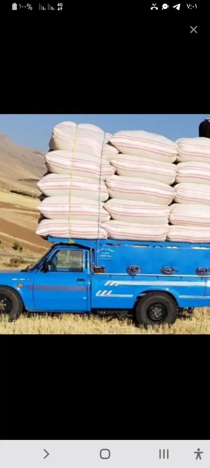 کفه گندم کاه گندم دار بار ضمانتی|لوازم جانبی حیوانات|تایباد, |دیوار