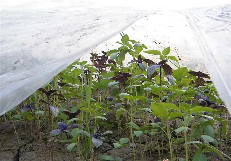 خدمات کشاورزی وباغبانی کاشت انواع درختان میوه|خدمات باغبانی و درختکاری|کاشان, ۲۲ بهمن|دیوار